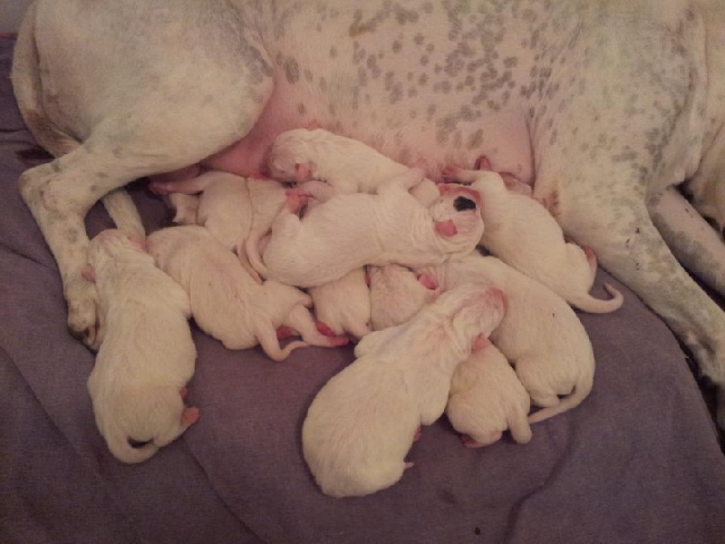 Du Nid Des Molosses - Dogo Argentino - Portée née le 31/10/2012